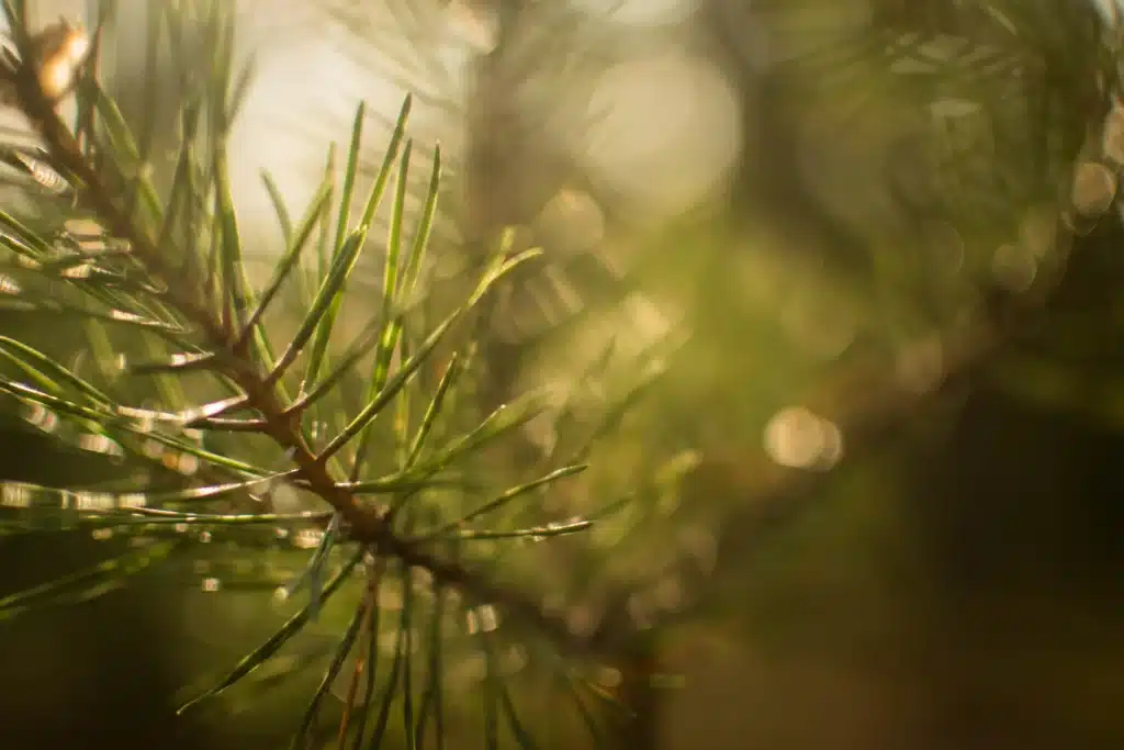 Primer pla d'una branca d'avet