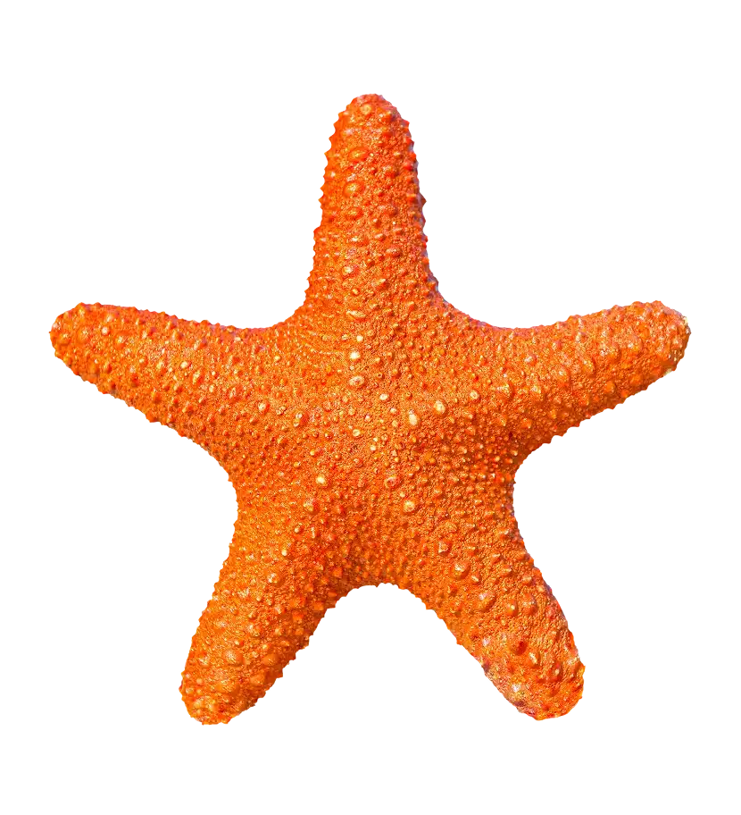 Estrella de mar